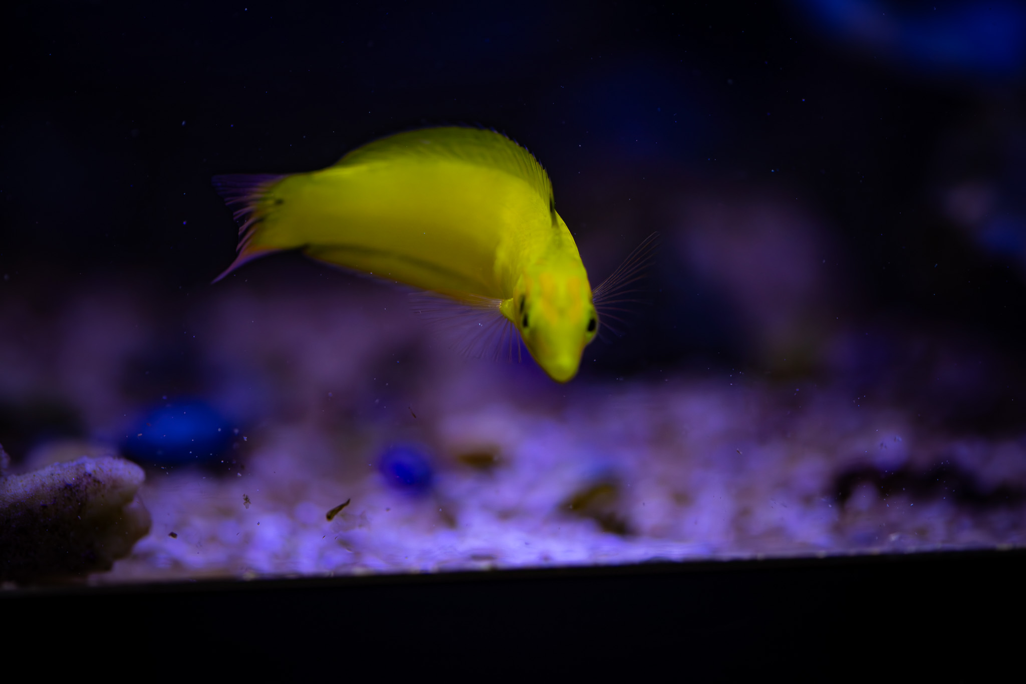 yellow coris wrasse (3)
