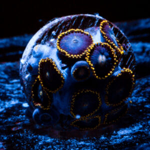 Blueberry Fields Zoanthid
