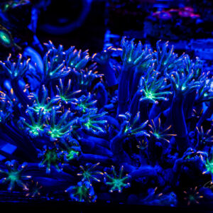 Fireworks Clove Polyp