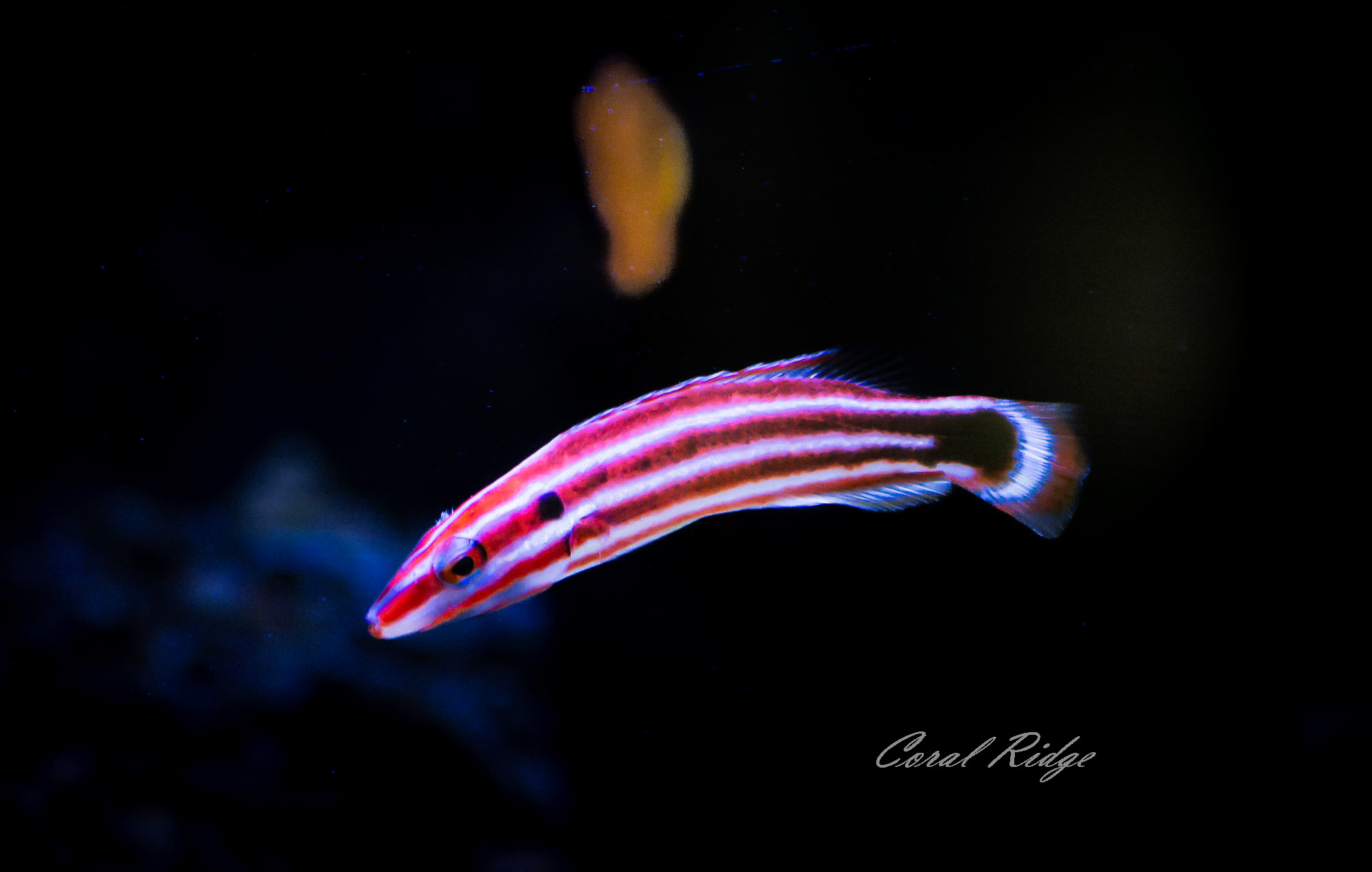 hogfish peppermint (2)