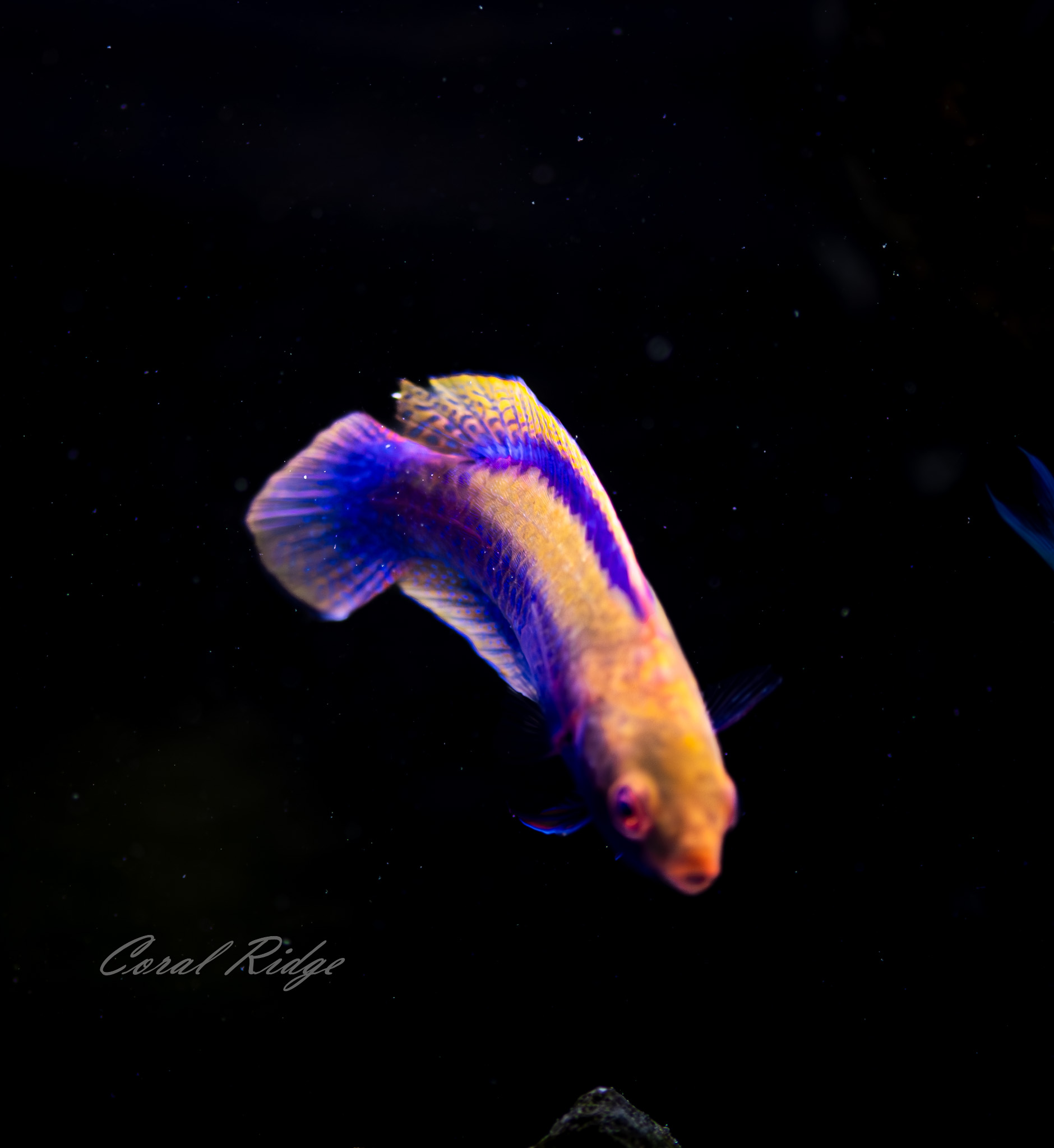 wrasse beau’s (3)