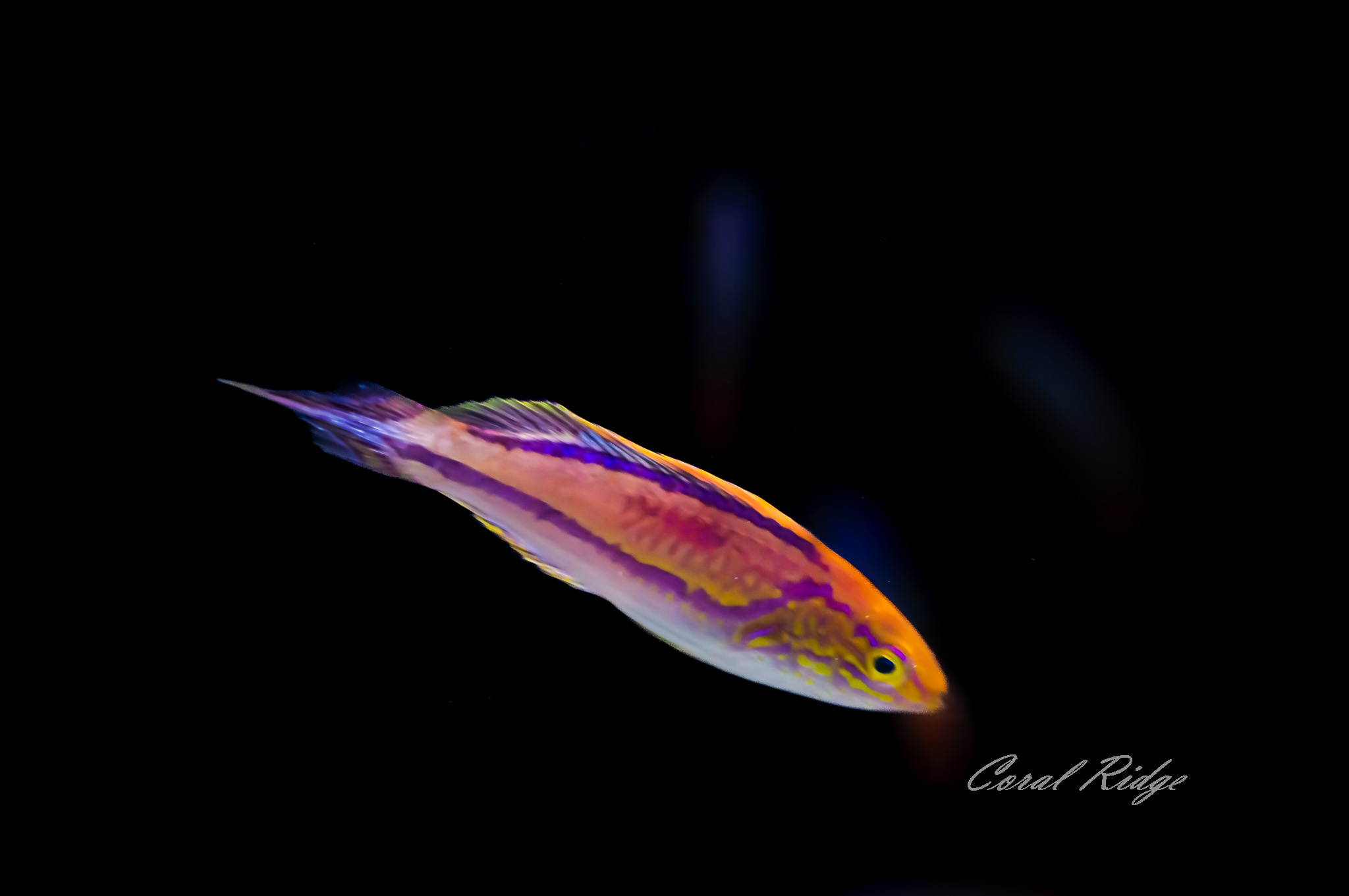 wrasse pintail (3)