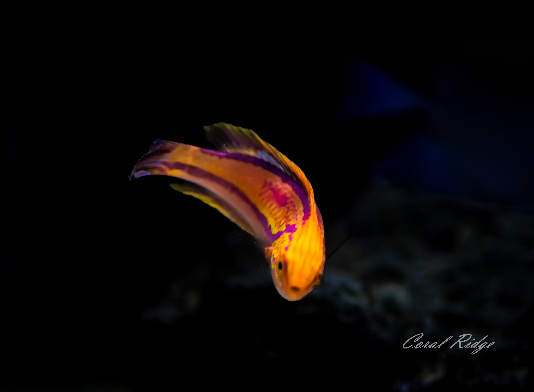 wrasse pintail