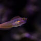 Tail Spot Blenny