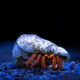 Halloween Hermit Crab