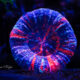 Warpaint Scolymia