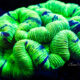 Trachyphyllia Geoffroyi