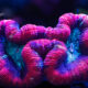 Trachyphyllia Geoffroyi Red (L)