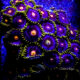 Blow Pop Zoanthid