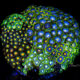 Multi Zoa Rock 02