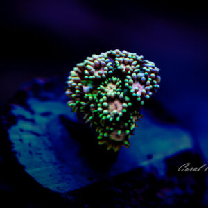 Ultra Green and Pink Goniopora