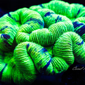 Trachyphyllia Geoffroyi