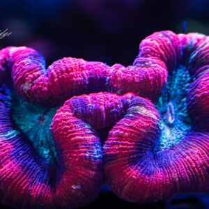 Trachyphyllia Geoffroyi Red (L)