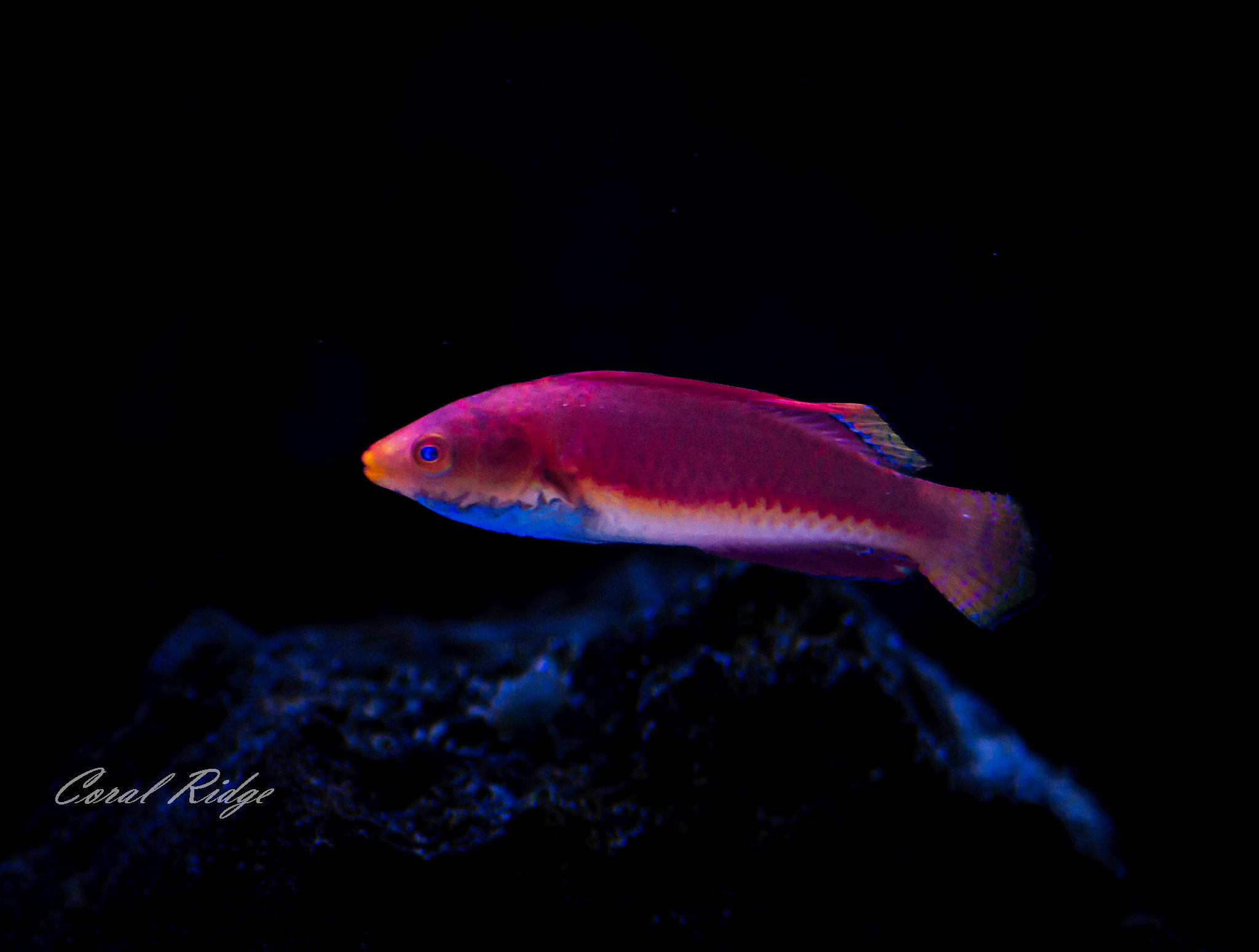 wrasse blue throat