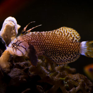 Wrasse - Fish Only Aquariums