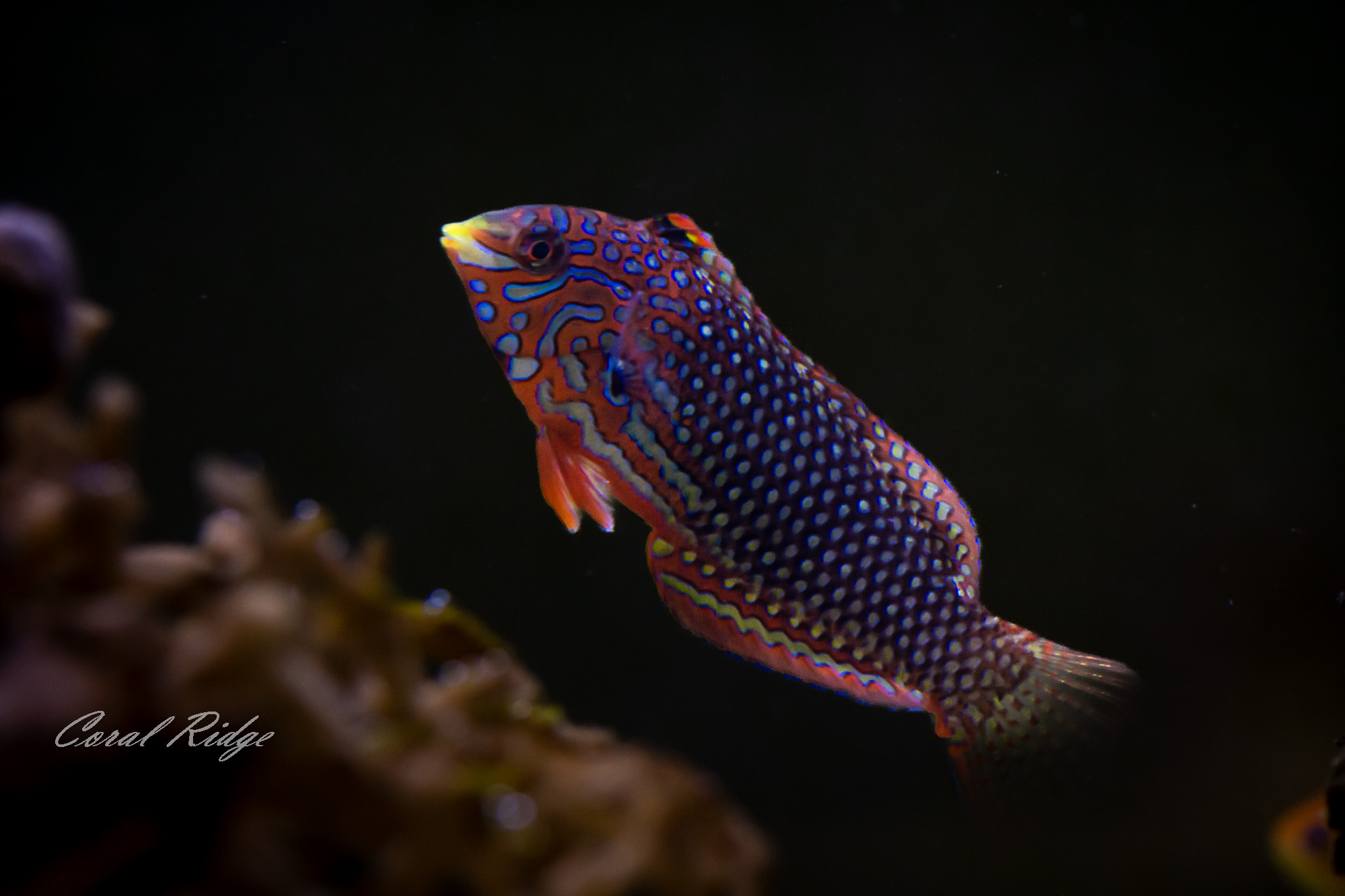 wrasse ornate leopard (2)