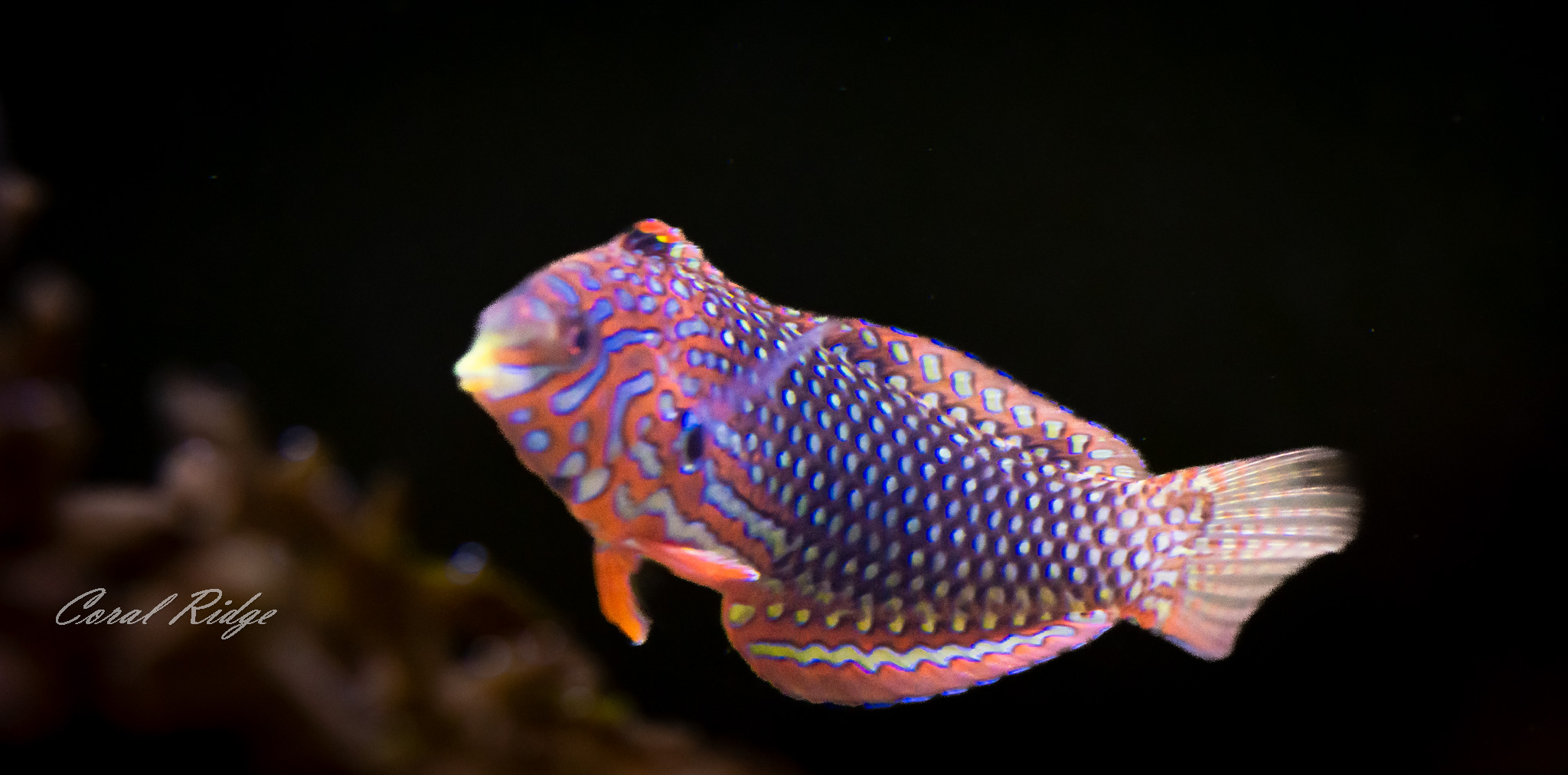 wrasse ornate leopard (3)