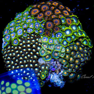 Multi Zoa Rock 01