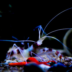 Coral Banded Shrimp